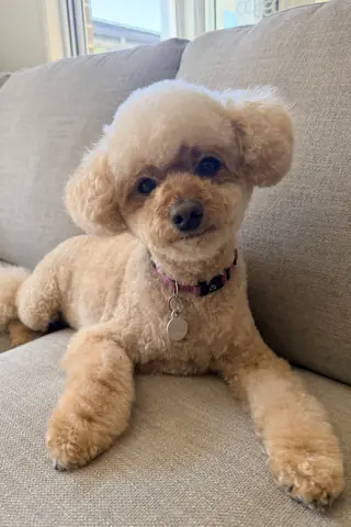 Your photo: Charlie, a fluffy apricot dog, on a grey sofa