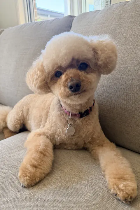 Original photo: Charlie, a fluffy apricot dog, lying on a grey sofa