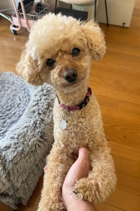 Original photo: Charlie standing with paws held up by a hand, on a timber floor