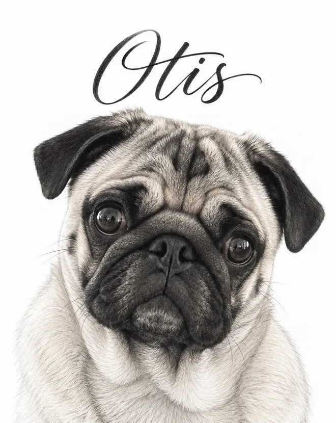 pencil sketch pet portrait in graphite on white paper with the name in ink script (style example)