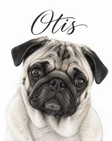 Pencil Sketch pet portrait example